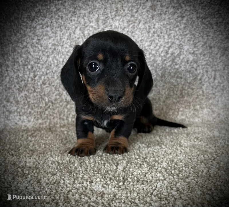 Letty – Miniature Dachshund puppy for sale in Ashland, OH