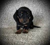 Letty, a female Miniature Dachshund for sale in Ashland, OH – 1 of 4