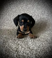 Mia, a female Miniature Dachshund for sale in Ashland, OH – 4 of 7