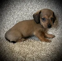 Charlie, a male Miniature Dachshund for sale in Ashland, OH – 2 of 6