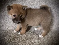 Jill, a female Shiba Inu for sale in Ashland, OH – 4 of 8
