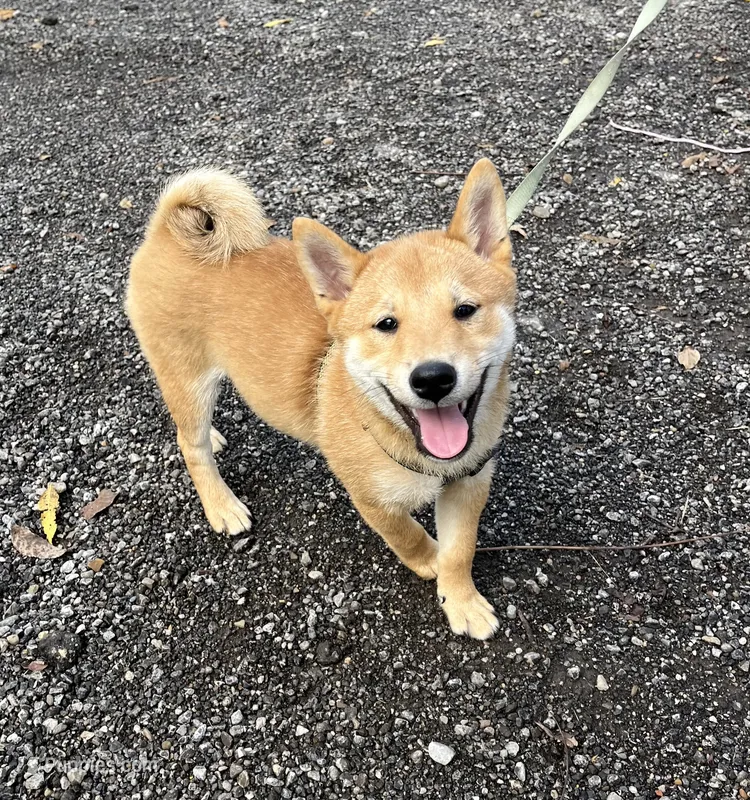 Jack – Shiba Inu puppy for sale in Ashland, OH