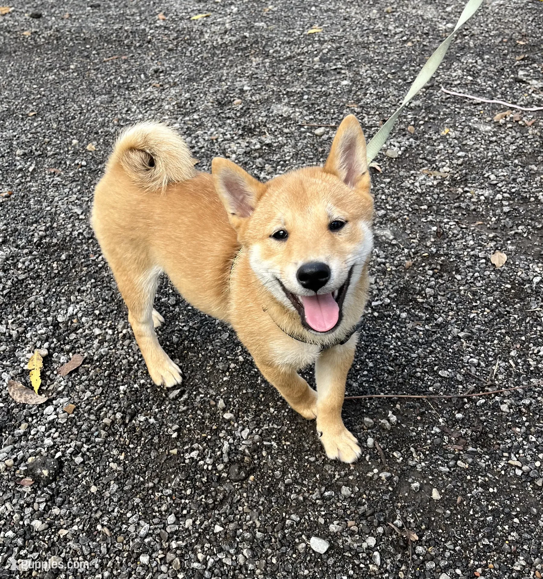邦楽 shiba Jack – Shiba Inu Puppy for Sale in Ashland, OH | Puppies.com