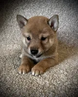 Juan, a male Shiba Inu for sale in Ashland, OH – 3 of 7