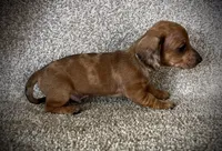 Red Dapple, a male Miniature Dachshund for sale in Ashland, OH – 3 of 3