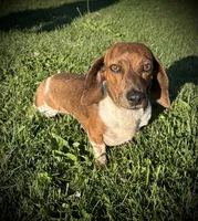 Marble, a male Miniature Dachshund for sale in Ashland, OH – 6 of 7