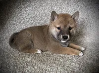 Jill, a female Shiba Inu for sale in Ashland, OH – 2 of 8
