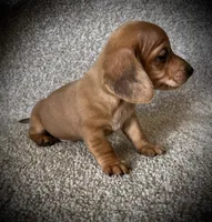 Pancake, a male Miniature Dachshund for sale in Ashland, OH – 6 of 9