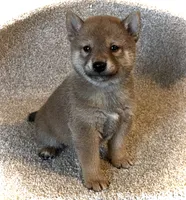 Jolly, a male Shiba Inu for sale in Ashland, OH – 2 of 9