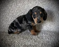 Chief, a male Miniature Dachshund for sale in Ashland, OH – 5 of 5