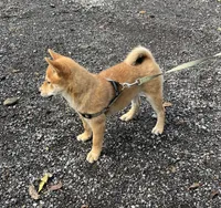 Jack, a male Shiba Inu for sale in Ashland, OH – 4 of 9