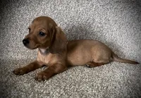 Smiley, a male Miniature Dachshund for sale in Ashland, OH – 7 of 9
