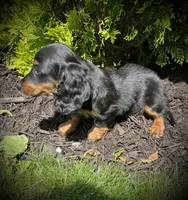 Dolly, a female Miniature Dachshund for sale in Ashland, OH – 4 of 10