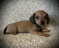 Charlie, a male Miniature Dachshund for sale in Ashland, OH – 5 of 6