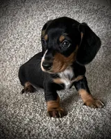 Lulu, a female Miniature Dachshund for sale in Ashland, OH – 3 of 6