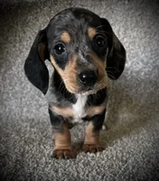 Chief, a male Miniature Dachshund for sale in Ashland, OH – 2 of 5