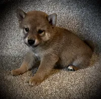 Jolly, a male Shiba Inu for sale in Ashland, OH – 5 of 9