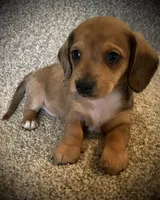 Blue eye, a male Miniature Dachshund for sale in Ashland, OH – 3 of 6