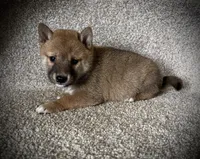 Jill, a female Shiba Inu for sale in Ashland, OH – 7 of 8