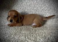 Pancake, a male Miniature Dachshund for sale in Ashland, OH – 5 of 9