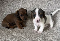Tikka, a female Miniature Dachshund for sale in Ashland, OH – Photo 9 of 9