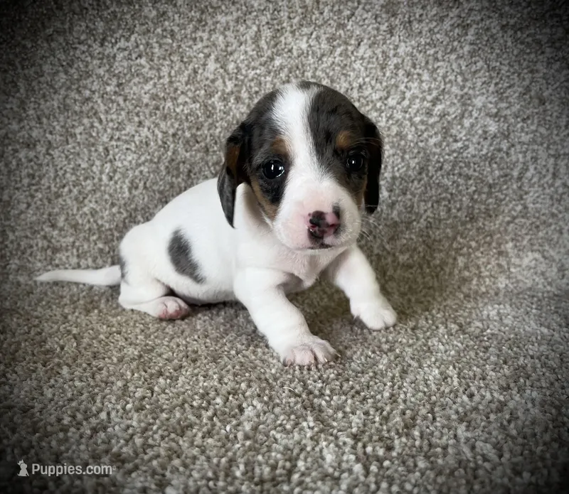 Tikka, a female Miniature Dachshund for sale in Ashland, OH – Photo 1 of 9