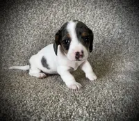 Tikka, a female Miniature Dachshund for sale in Ashland, OH – Photo 1 of 9