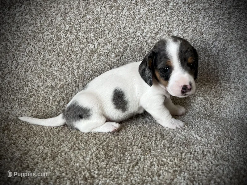 Tikka – Miniature Dachshund puppy for sale in Ashland, OH