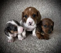 Tikka, a female Miniature Dachshund for sale in Ashland, OH – Photo 8 of 9