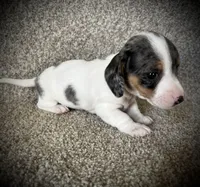 Tikka, a female Miniature Dachshund for sale in Ashland, OH – Photo 5 of 9