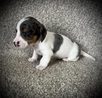 Tikka, a female Miniature Dachshund for sale in Ashland, OH – Photo 3 of 9