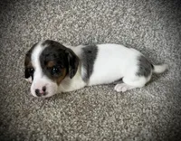 Tikka, a female Miniature Dachshund for sale in Ashland, OH – Photo 4 of 9