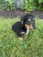 Duke , a male Miniature Dachshund for sale in Ashland, OH – 6 of 8