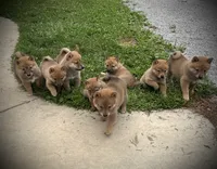 Jolly, a male Shiba Inu for sale in Ashland, OH – 6 of 9