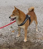 Juan, a male Shiba Inu for sale in Ashland, OH – 8 of 10