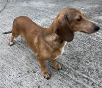 Smiley, a male Miniature Dachshund for sale in Ashland, OH – 9 of 9