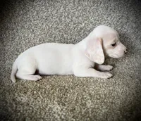 Snow Cream, a female Miniature Dachshund for sale in Ashland, OH – 2 of 10