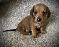 Waffles, a male Miniature Dachshund for sale in Ashland, OH – 5 of 7