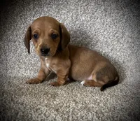 Waffles, a male Miniature Dachshund for sale in Ashland, OH – 4 of 7