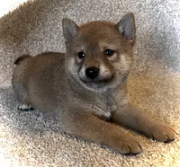Jolly, a male Shiba Inu for sale in Ashland, OH – 3 of 9