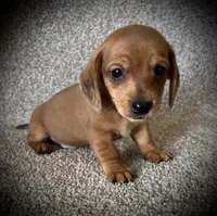 Pancake, a male Miniature Dachshund for sale in Ashland, OH – 4 of 9