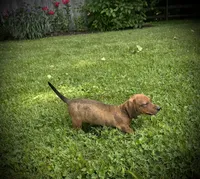 Huk, a male Miniature Dachshund for sale in Ashland, OH – 5 of 8