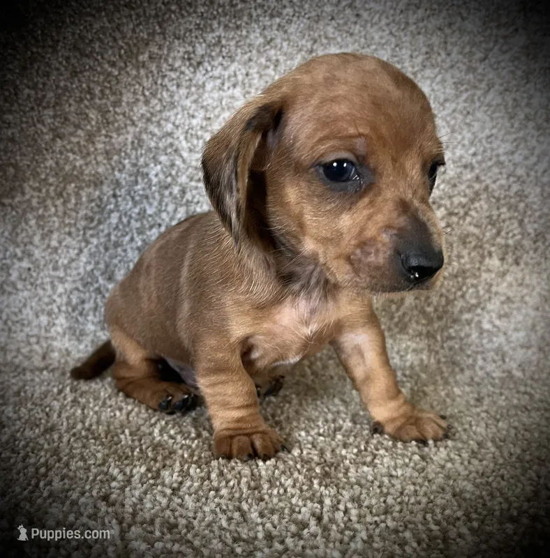Red Dapple – Miniature Dachshund puppy for sale in Ashland, OH