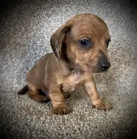 Red Dapple, a male Miniature Dachshund for sale in Ashland, OH – 1 of 3