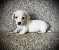 Snow Cream, a female Miniature Dachshund for sale in Ashland, OH – 3 of 10