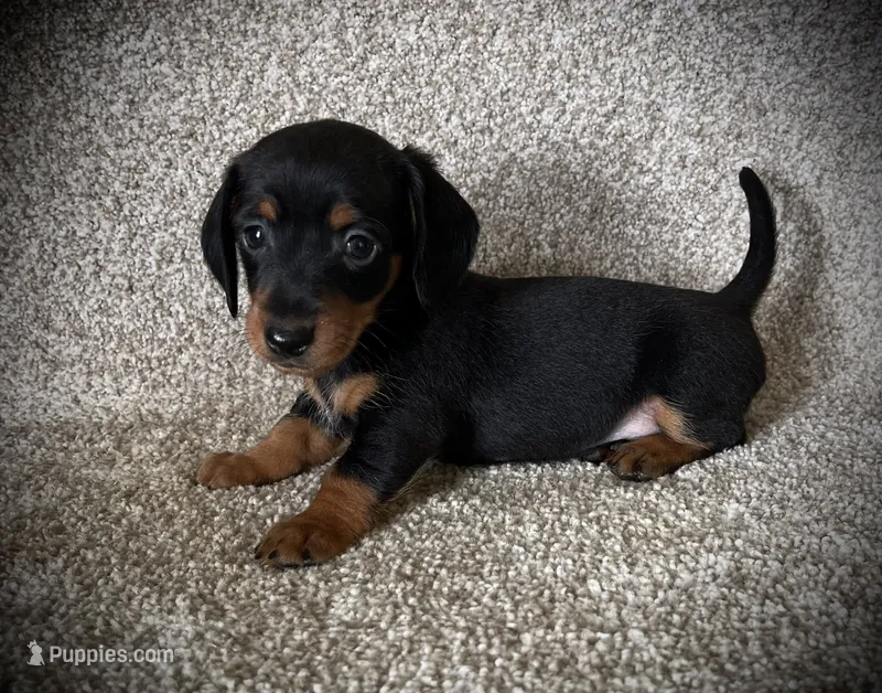 Blackie – Miniature Dachshund puppy for sale in Ashland, OH