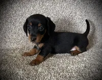 Blackie, a male Miniature Dachshund for sale in Ashland, OH – 1 of 9