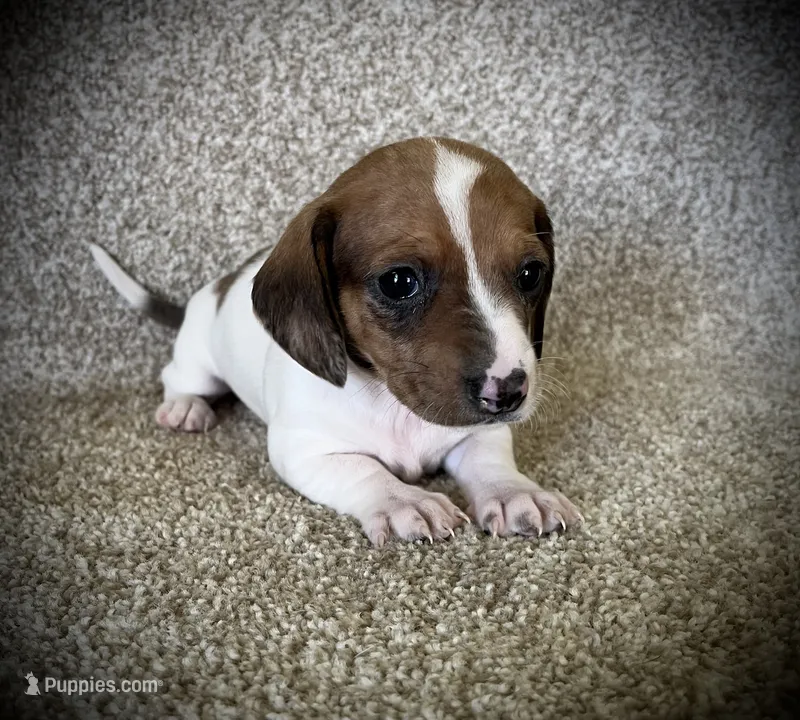 Dapple Girl – Miniature Dachshund puppy for sale in Ashland, OH