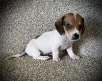 Snickers , a male Miniature Dachshund for sale in Ashland, OH – 3 of 7