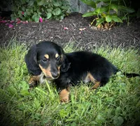 Duke , a male Miniature Dachshund for sale in Ashland, OH – 5 of 8